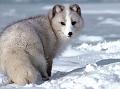 Polarna lisica